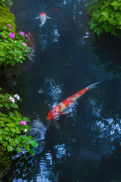 Colorful fancy carp fish (koi fish) in a garden pond in Japan,nishikigoi or orange carp.