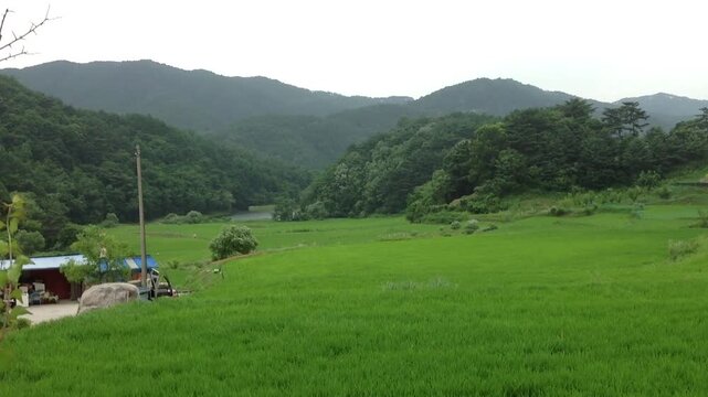 Lush green rice fields and forested mountains
