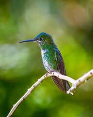 Hummingbird © Nick Hobgood