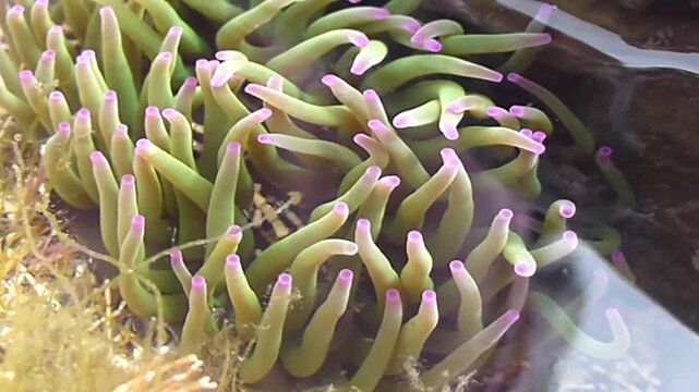 Colorful sea anemones in underwater environment