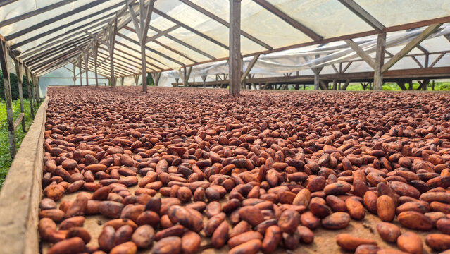 Cocoa beans drying on raised racks in S&atilde;o Tom&eacute; and Pr&iacute;ncipe, an essential stage of cacao processing before chocolate production in a tropical plantation setting.Africa