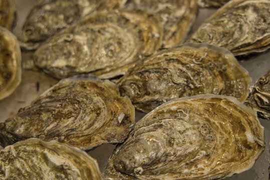 Fresh Oysters at La Boqueria Market in Barcelona
