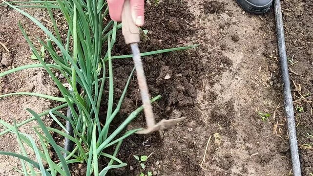 Loosening soil around green onion plants with a hand hoe in a vegetable garden