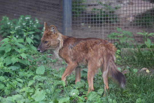 Dhole (Cuon alpinus) in the zoo