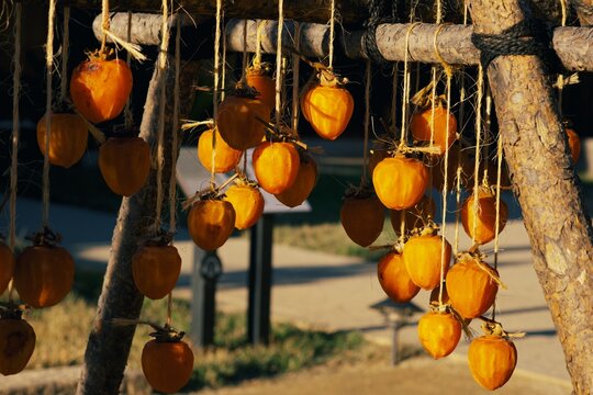 drying persimmons in the sun on string