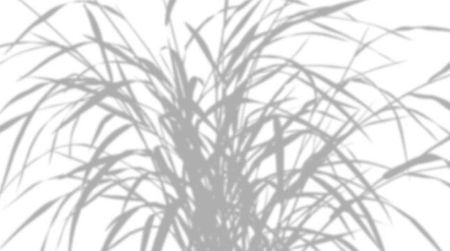 Shadow of grass leaves isolated on transparent background
