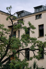 Green tree branches against residential building facade in Krakow © Ellen