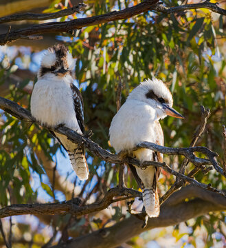 Kookaburras on branch