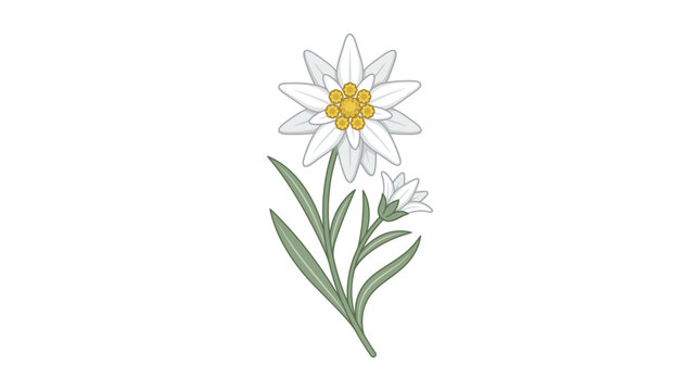 Beautiful edelweiss flower with stem and leaves vector illustration