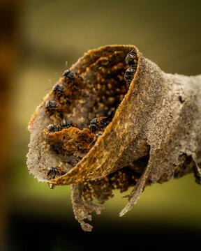 Abejas Meliponas