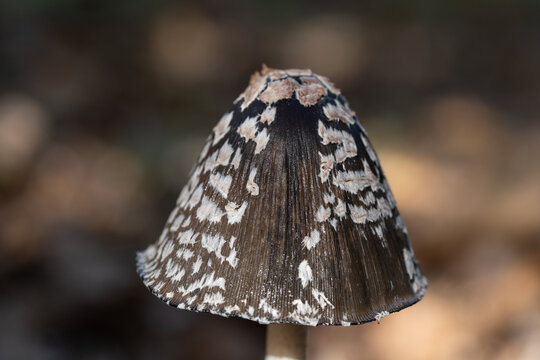 Magpie Ink Cap Mushroom with White Scales on Dark Brown Cap in Natural Forest Light