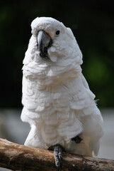 White cockatoo, sitting quietly on one leg on a branch © Walter