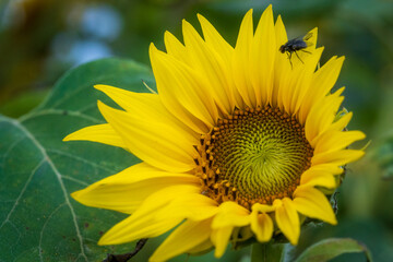 Fototapeta premium Fly resting on bright yellow sunflower in summer garden