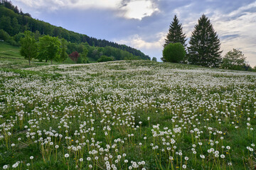 Samenstände des Löwenzahns, Pusteblumenwiese, Taraxacum officinale © Susanne
