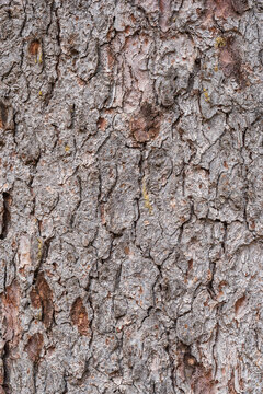 Bark texture and background of a old fir tree trunk. Detailed bark texture. Natural background