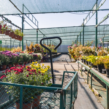 Sunlit greenhouse showcasing colorful flower arrangements