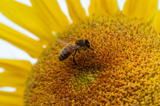 Honey bee collecting pollen on yellow sunflower close up