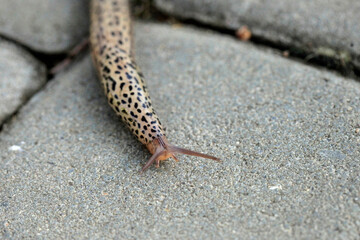 Beige snail lying on ground © olena