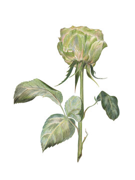 Colored pencils illustration of a green rose with stem and leaves isolated on transparent. For cards, books, art prints, stickers, scrapbooking