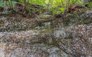 Obraz premium Hillside cross section reveals layered soil and rock beneath dense greenery. Exposed roots and erosion patterns highlight nature slow sculpting over time