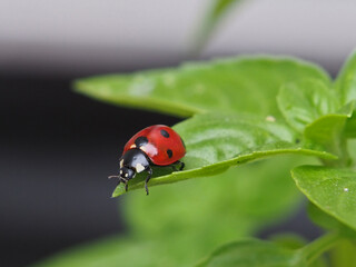 Isolated close-up of a seven-spotted ladybug (Coccinella septempunctata) or seven-spotted ladybird on a leaf of hoary basil (ocimum americanum). Bonn, Germany, August. © Lea