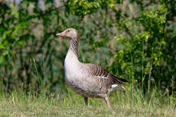 A solitary greylag goose stands alert in a grassy field with lush green foliage behind © Levente Varga