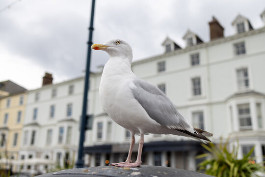 Close view of a herring gull standing on a seafront surface in Llandudno North Wales with pale Victorian buildings softly blurred behind and cloudy sky visible above the coastal town