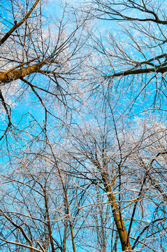 Winter forest nature background. Densely frosted tree branches covered in white snow. Clear blue sky filling the upper frame of the canopy
