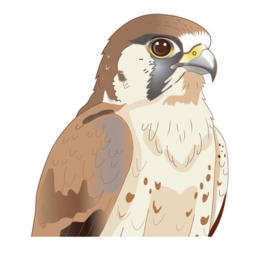 Detailed falcon hawk bird portrait vector illustration isolated