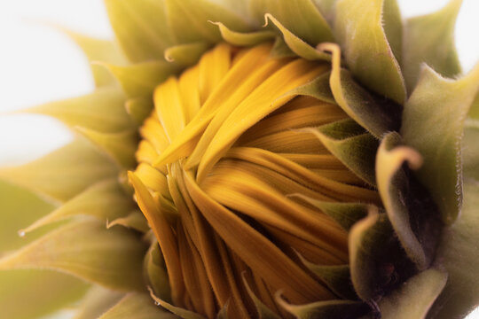 Close-up macro of sunflower bud opening with folded yellow petals and green sepals