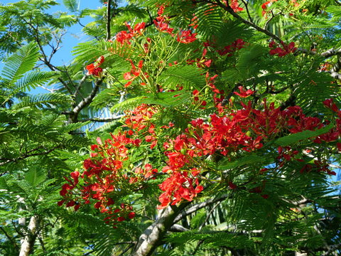 Royal Poinciana (Delonix regia) in Bloom on Hawaii Island