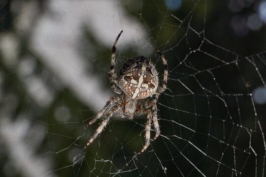 The spider-cross (Latin Araneus) sits in the center of the web. The spider-cross is waiting for prey caught in the web.