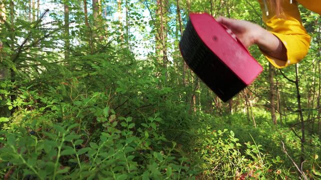 Close up of woman picking wild blueberries using red berry picker tool in forest Finland