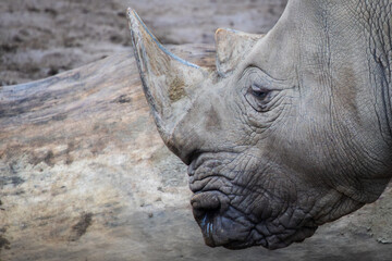 Close-Up Profile of a Rhinoceros With Prominent Horn © Alicja Wójcicka