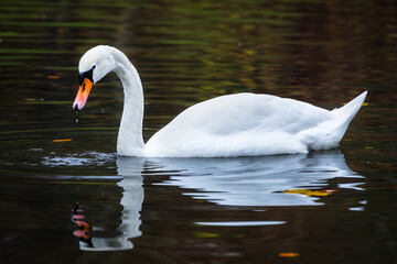Mute Swan Swimming on Dark Calm Water With Reflection © Alicja Wójcicka