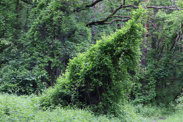 Obraz premium Lush green vine in dense forest, usa