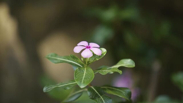 A periwinkle flower is blooming on the plant.