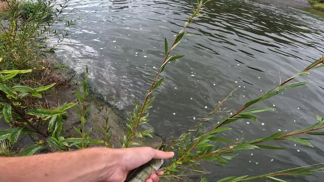 Angler holding and releasing a small Zander (Sander lucioperca) over a landing net on a riverbank.