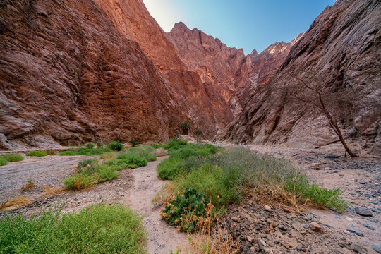 Scenic view of vibrant green shrubs and desert plants growing along a gravel canyon floor framed by towering red mountain cliffs in Tabuk