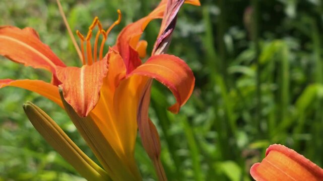 Colorful bloom of a flower in a garden on a sunny day