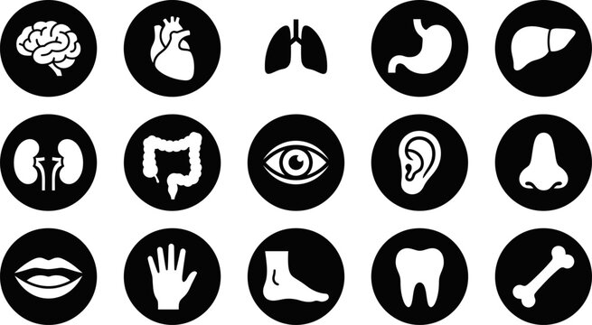A comprehensive collection of medical icons featuring a detailed human body parts bundle for healthcare and educational design projects