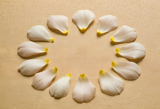 Wellness and spa relaxation, white flower petals arranged in a circle on a textured beige background for holistic health and natural beauty concepts