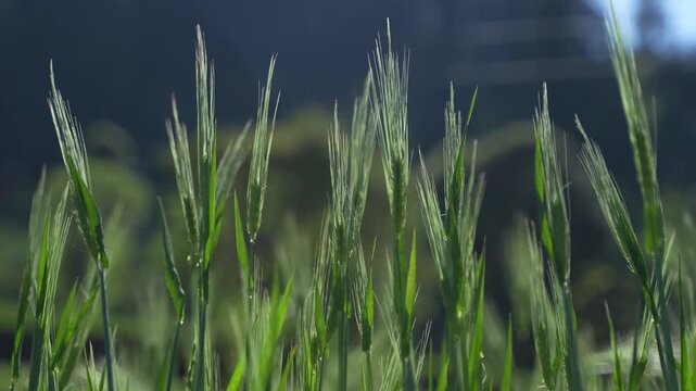 Highly fertile, green wheat plants have grown on the arable land.