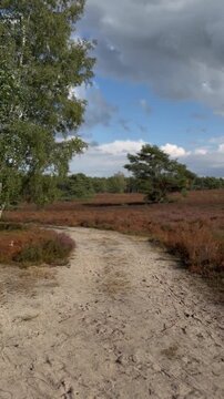 Schwenk von Birke (Betula pendula) &uuml;ber einen Sandweg zur bl&uuml;henden Besenheide (Calluna vulgaris) unter wolkenreichem Himmel in sommerlicher Heidelandschaft.