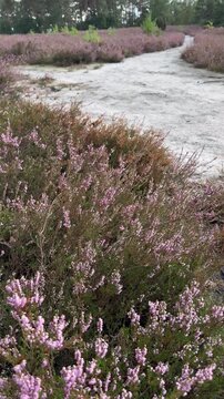 Schwenk von bl&uuml;hender Besenheide (Calluna vulgaris) zu einem wei&szlig;en Sandweg durch die weite Heidelandschaft. Sommerliche Heidebl&uuml;te und nat&uuml;rliche Landschaft.