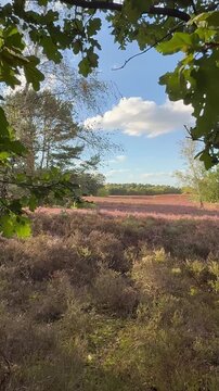 Blick durch Eichenlaub auf bl&uuml;hende Besenheide (Calluna vulgaris). Der Schwenk f&uuml;hrt &uuml;ber die weite Heidelandschaft zu einer Birke unter leuchtenden wei&szlig;en Quellwolken.