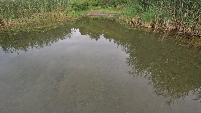 POV fisherman reeling and looking at green lake bank with tall reeds. Exploring peaceful fishing spots for asp (Leuciscus aspius).