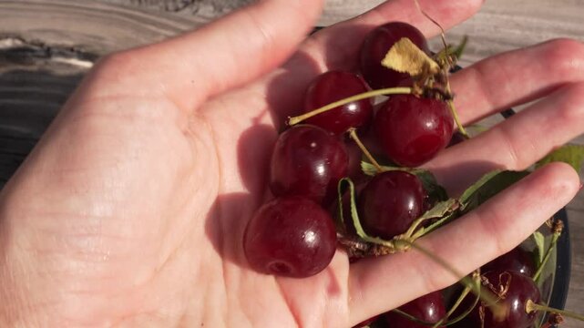 Woman's hand with red manicure picking fresh red cherries from a transparent bowl. Homegrown fruit, summer harvest, healthy eating, natural food, gardening and sustainable lifestyle concept
