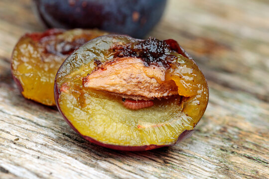 Plums with a plum twig borer caterpillar