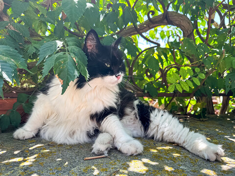 Fluffy Longhair Black and White Cat Relaxing in Garden Shade. A charming, eye-level shot of a long-haired domestic cat with striking tuxedo-like black and white fur markings. The feline is lounging ca